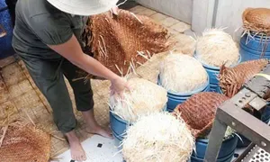 Bốn người bị bắt cùng 20 tấn giá đỗ ngâm chất cấm Bốn người bị bắt cùng 20 tấn giá đỗ ngâm chất cấm